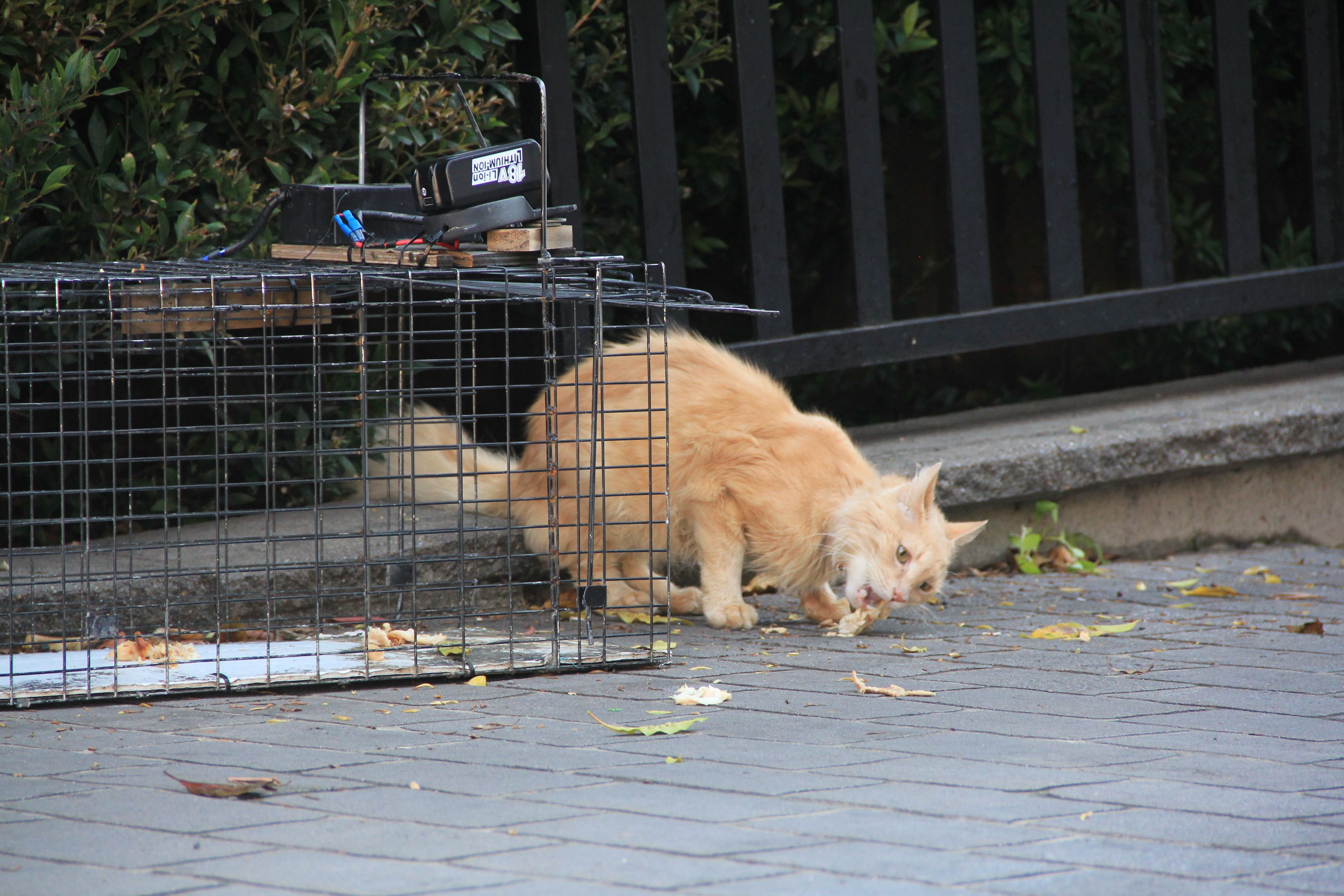 Stray ginger cat eating barbecue chicken right by a cat trap