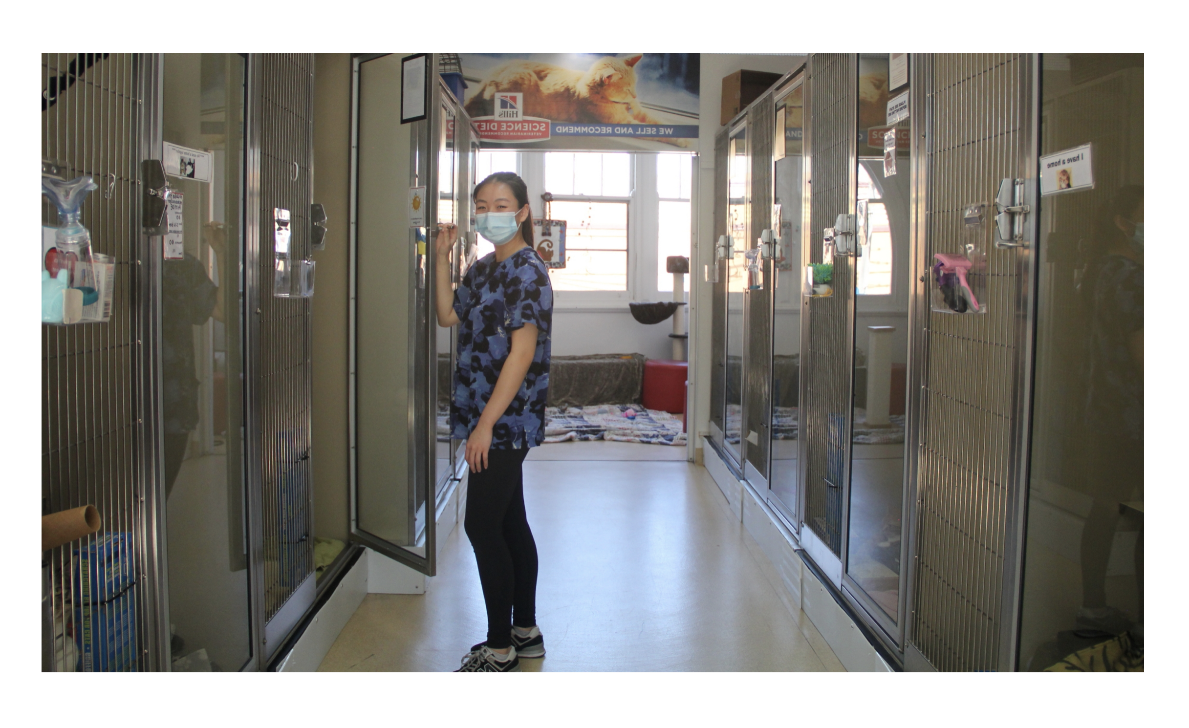 Cat Protection staff member; Jessica opens a cats cage in a widest of the shelter and cat playroom