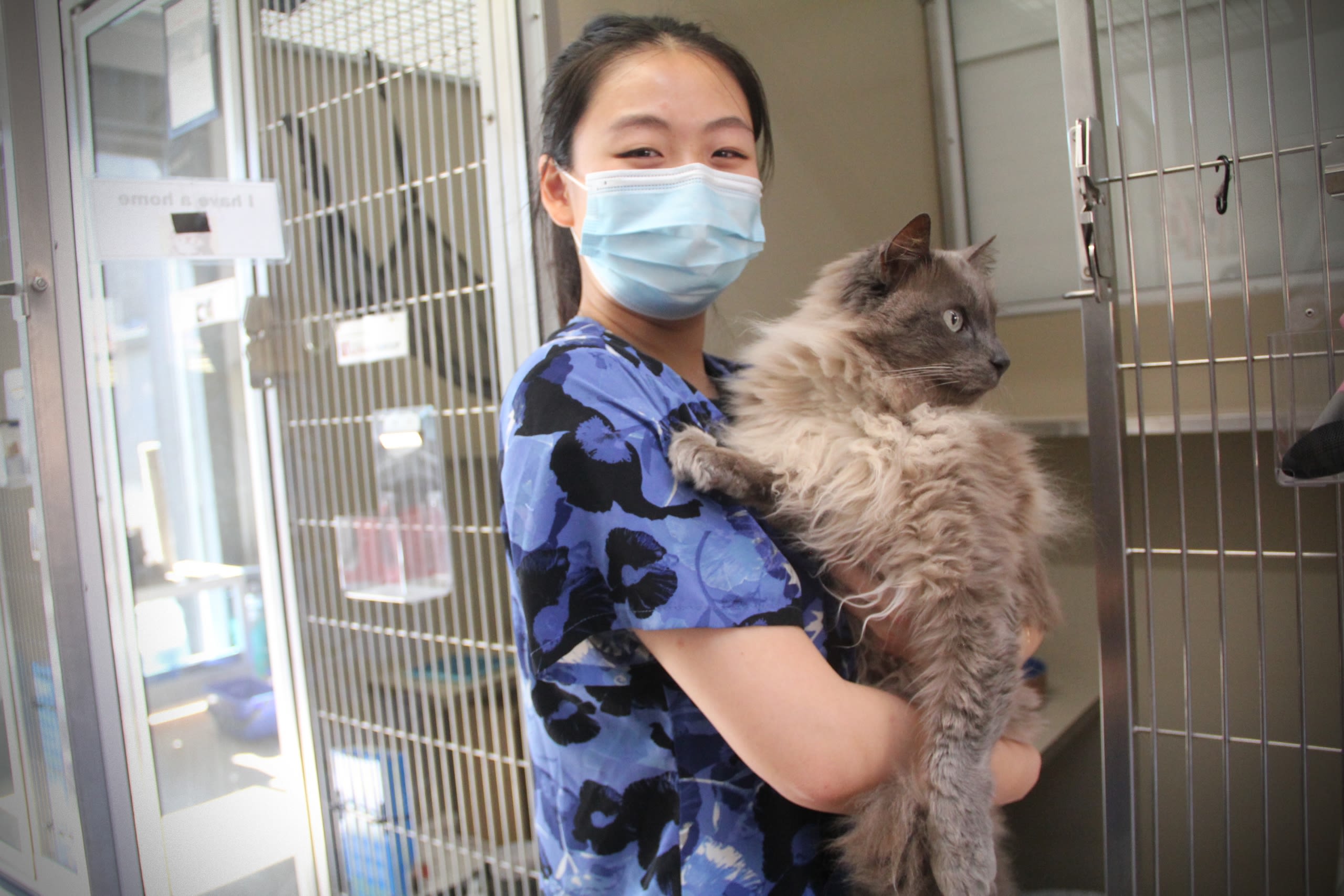 Jessica is smiling while holding the grey point elderly cat; Smokey who looks off into the distance, with his cage in the background