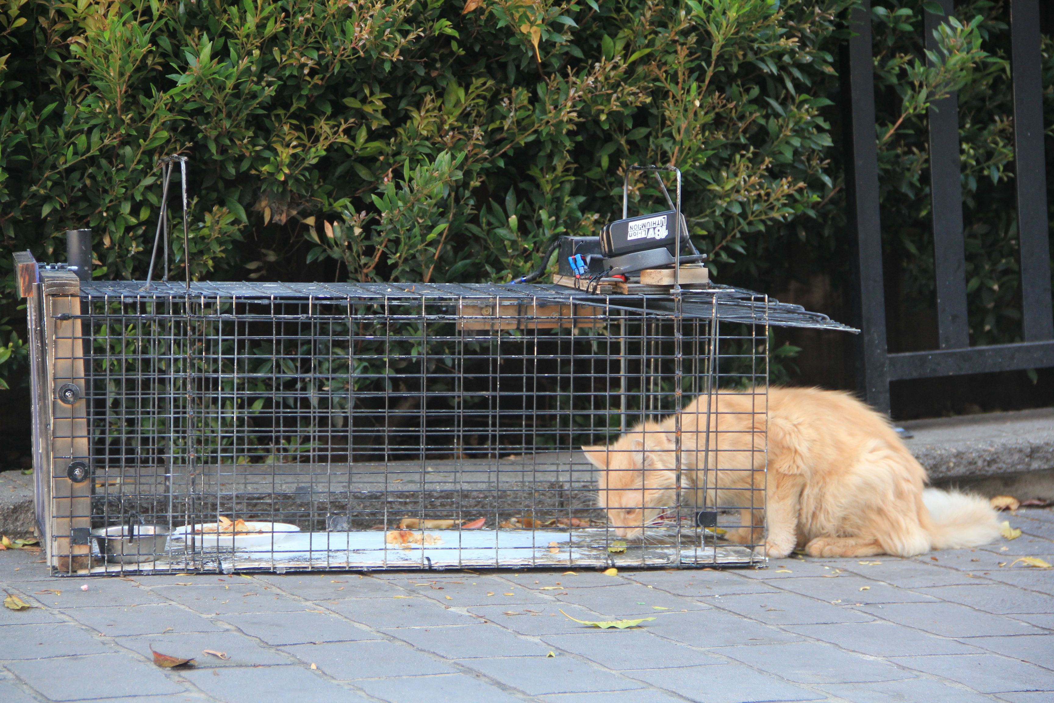 The stray cat sits outside the entrance and eats barbecue chicken