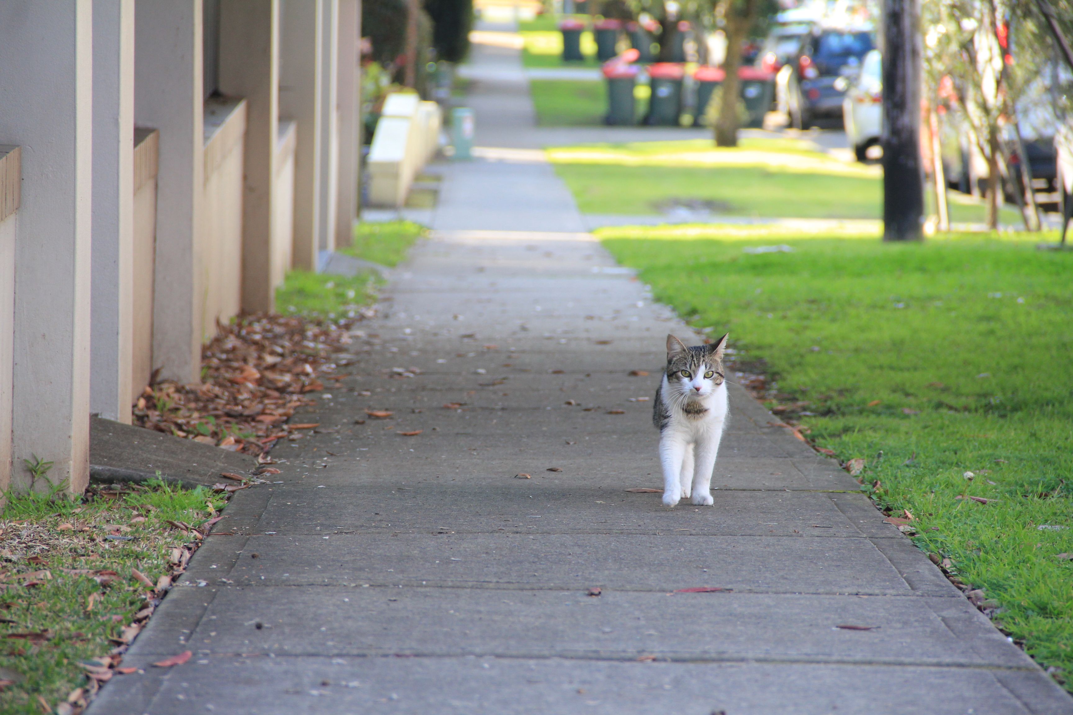 Tabby and white cat walking down a street with footpath in background
