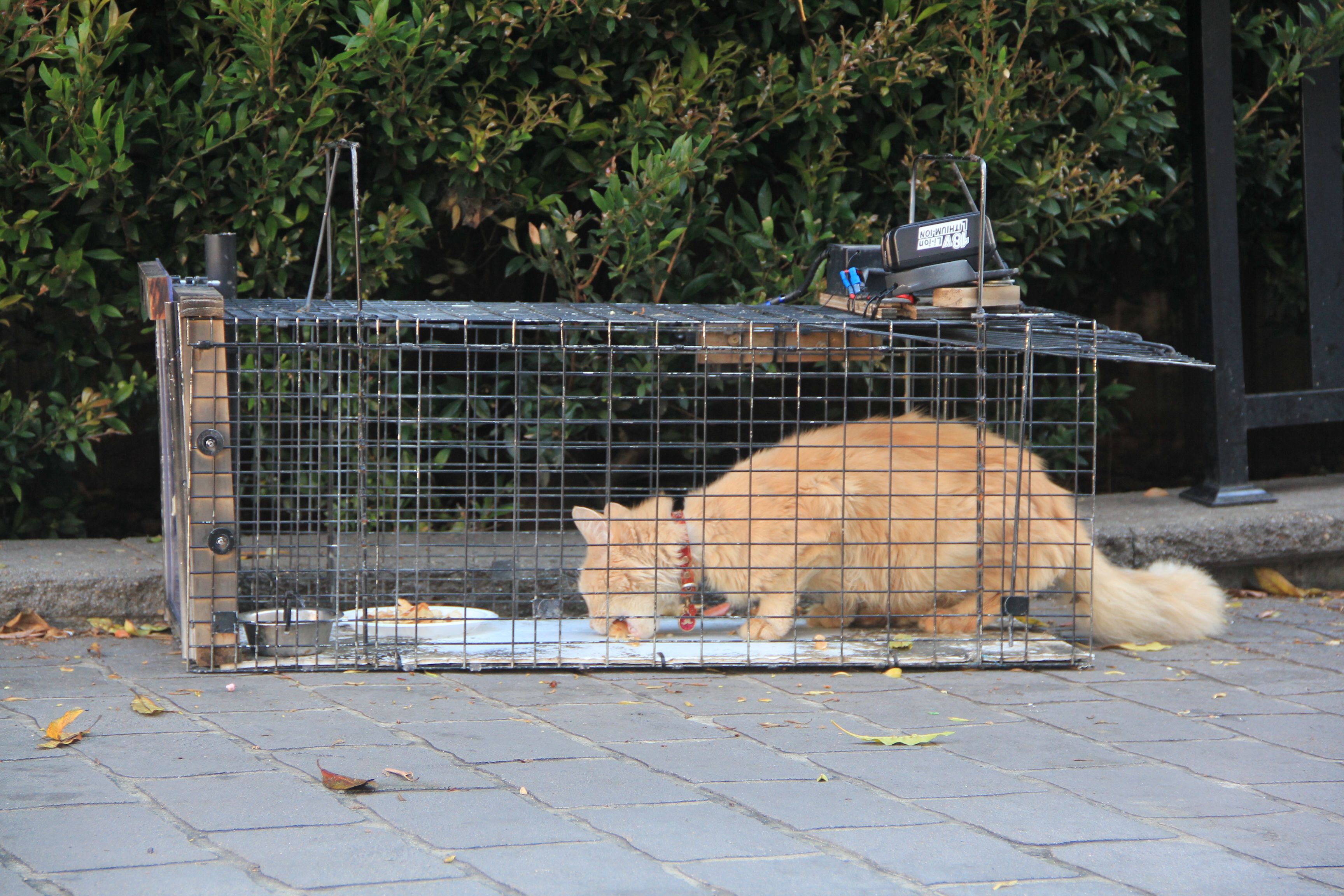 The stray cat is now inside the cage, finishing off its meal